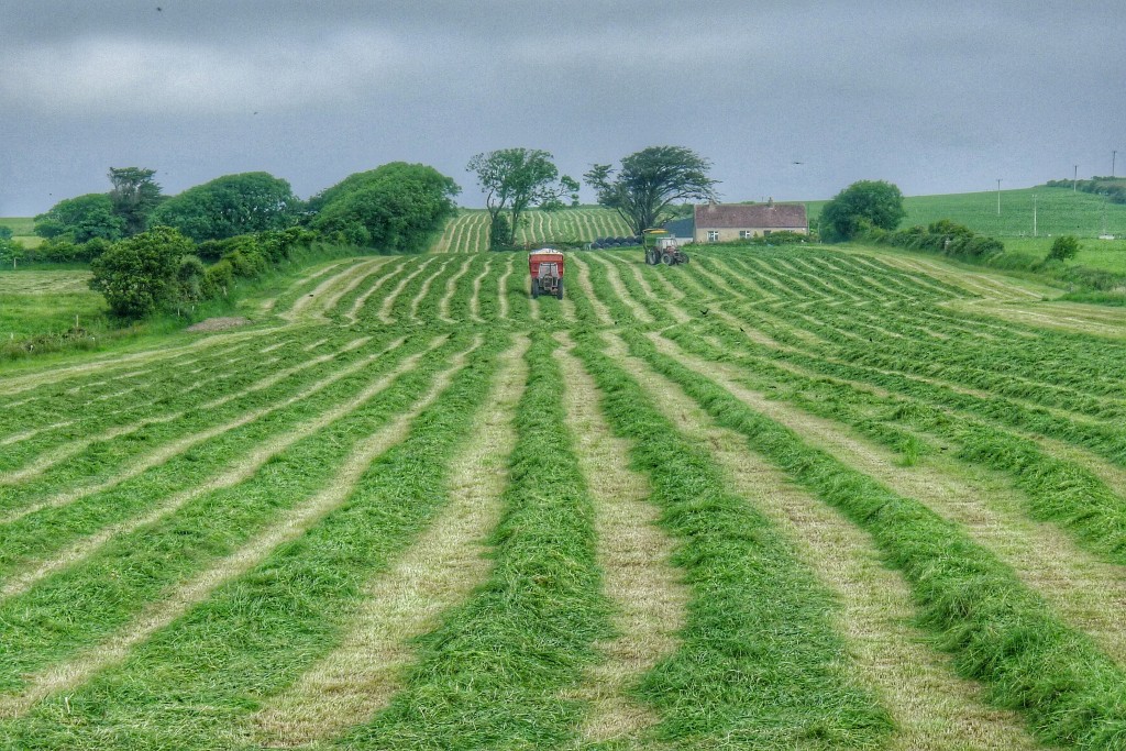 Farmers use a machine to first cut the grass into neat rows. A second machine then vacuums the cut grass and deposits a cellophane wrapped hay roll that looks like a giant marshmallow.