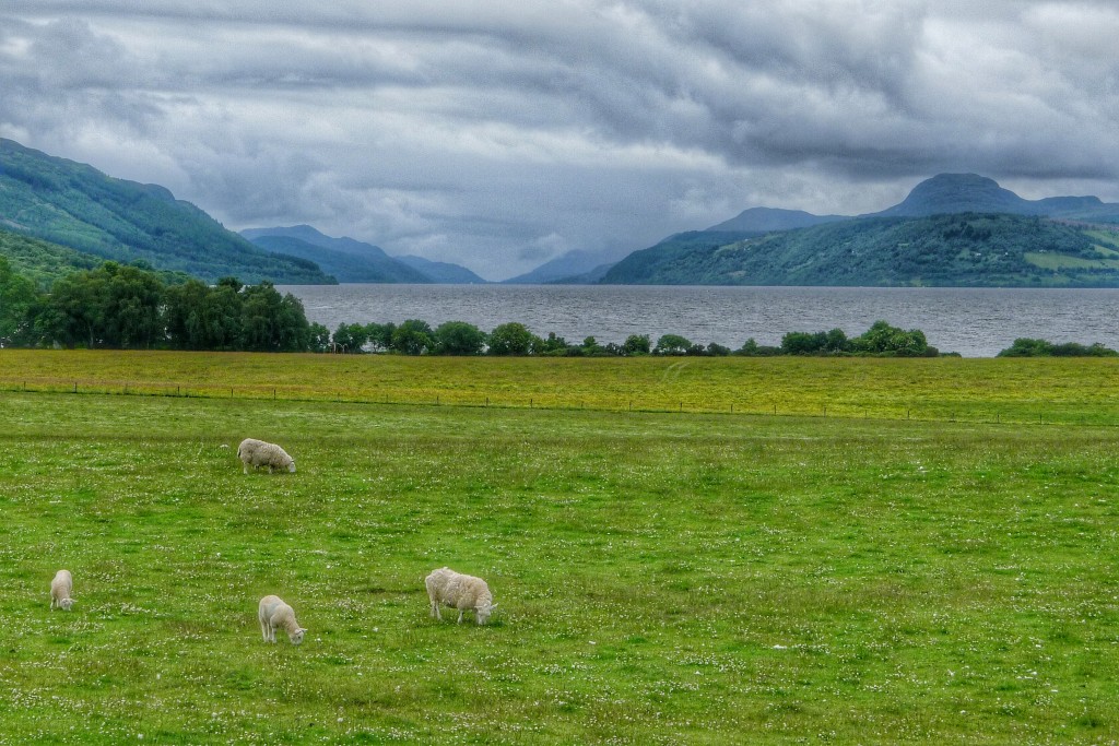 The north end of Loch Ness, complete with happy sheep.