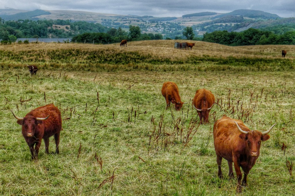 The ride to Aurillac featured pasture after pasture of these horned cows.
