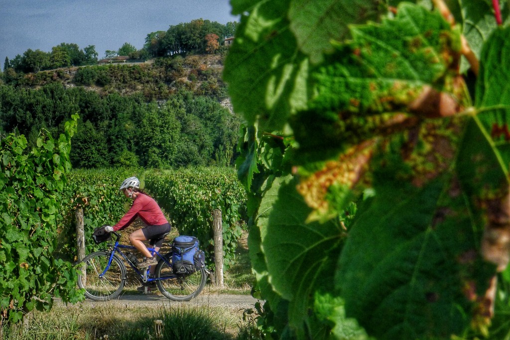 We then cycled through lots of wine country. It's nearly harvest time. The grapes are looking ripe.